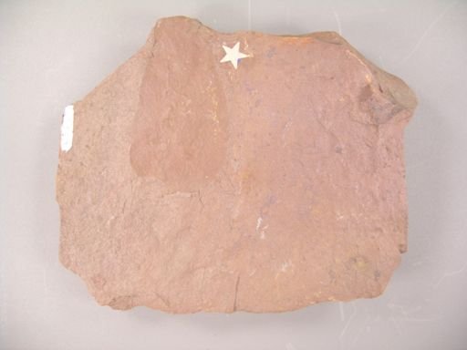 Menispermites brysoniana