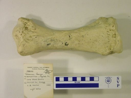 Teleoceras fossiger