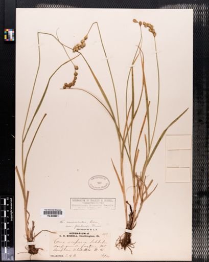 Carex normalis