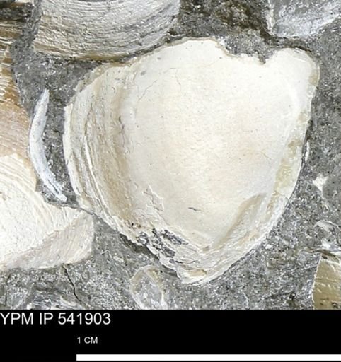 Limopsis striatopunctatus