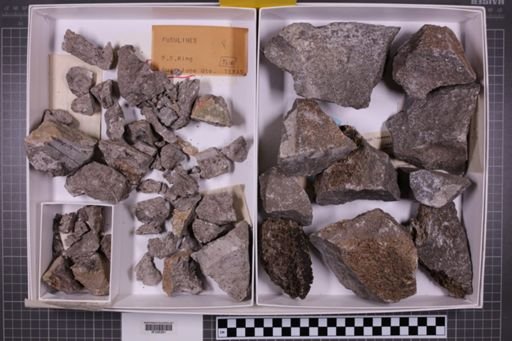 mixed taxa, stratigraphic collection