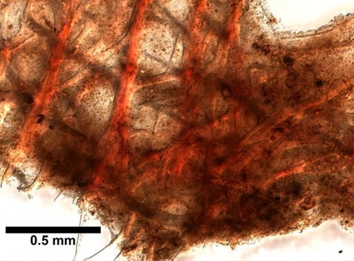 cf. Velinea