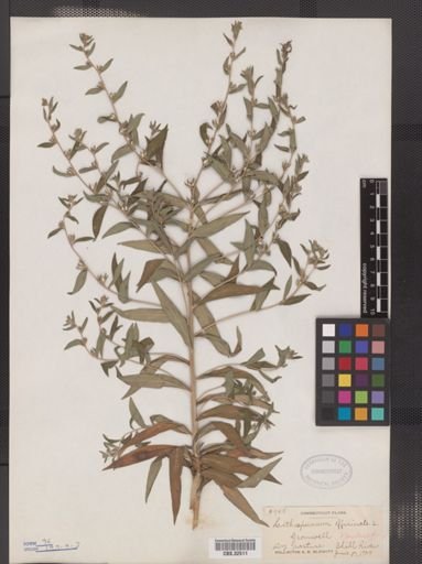 Lithospermum officinale