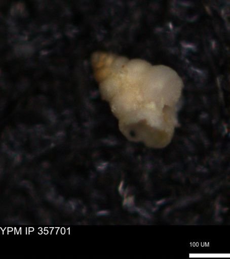 undet. Foraminiferida