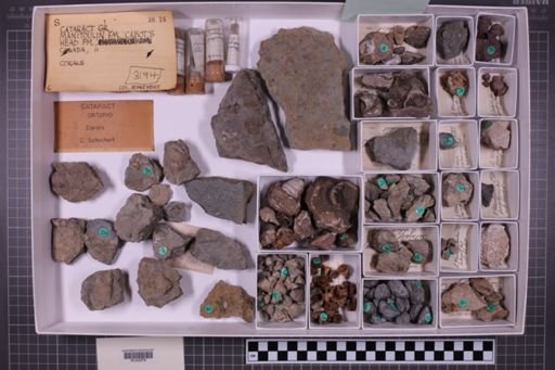 mixed taxa, stratigraphic collection