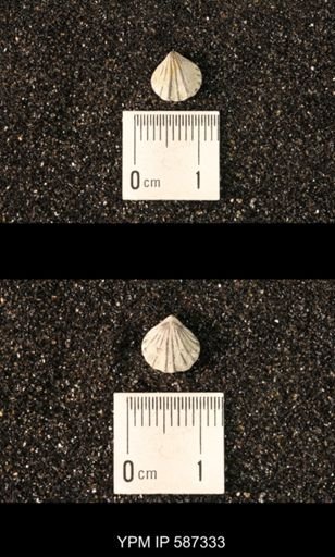 Camarotoechia whitei