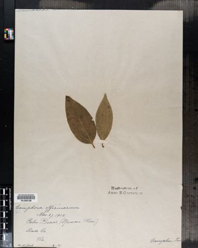 Cinnamomum
