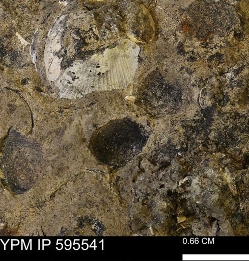 Protocardia sp.