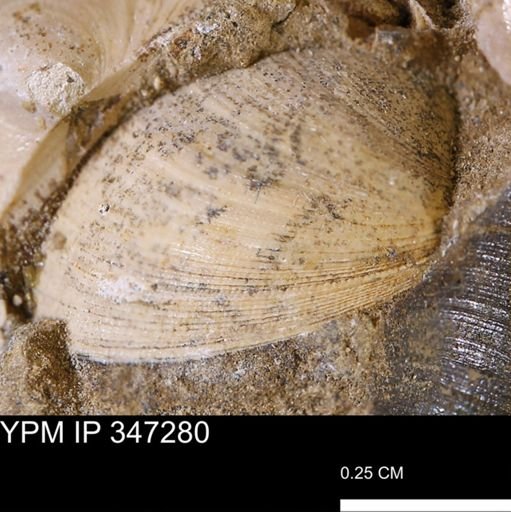 Limopsis striatopunctatus