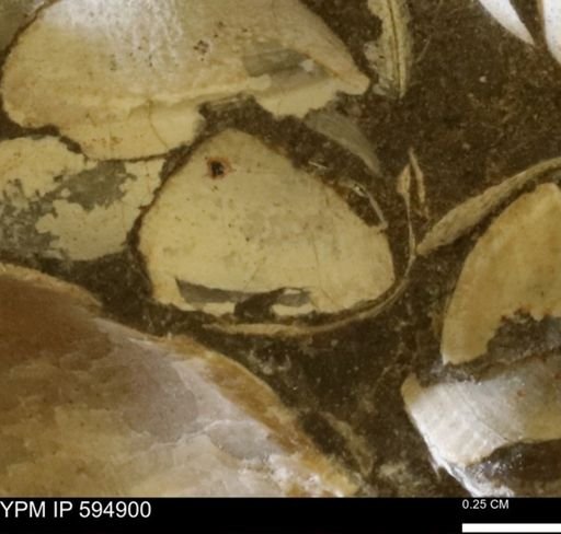 Limopsis striatopunctatus