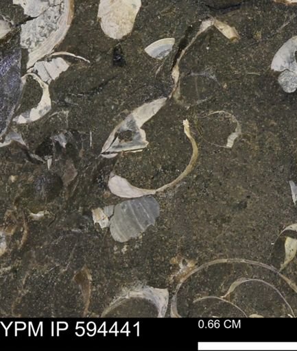 Protocardia sp.