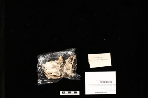 Cottus groenlandicus
