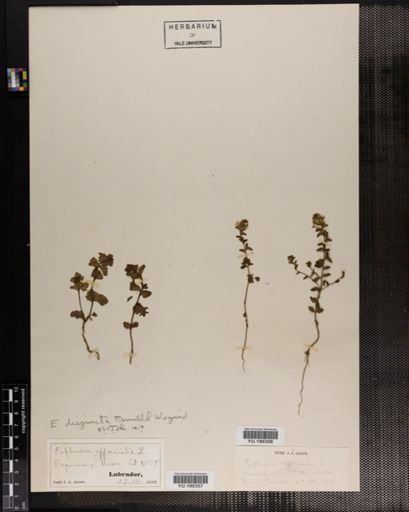 Plantae