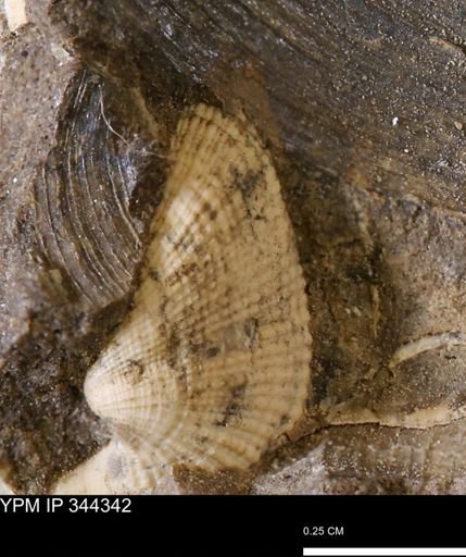 Parallelodon (Cosmetodon) sp.