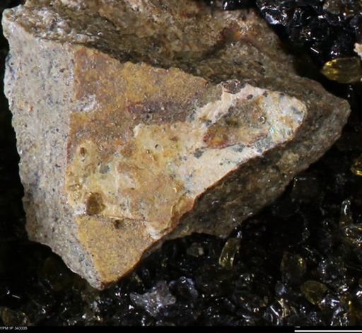 undet. Ammonoidea