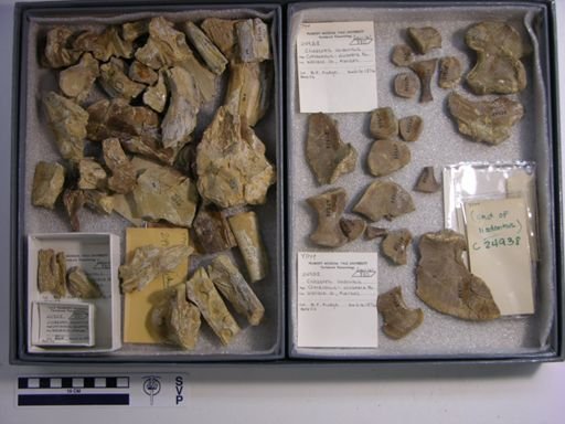 Clidastes liodontus