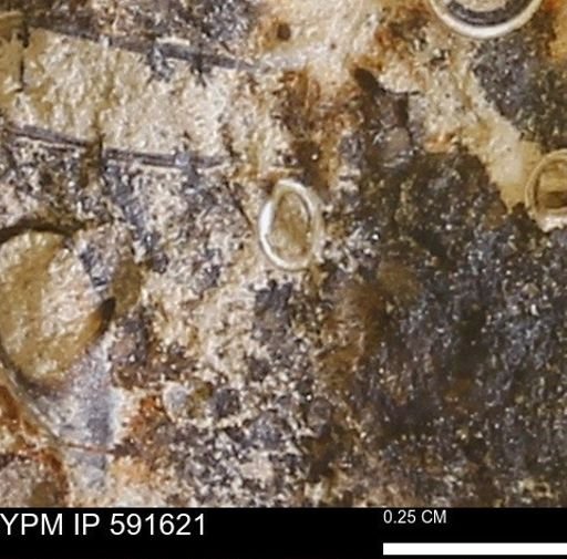 Serpulidae