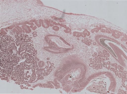 Ostrea lurida