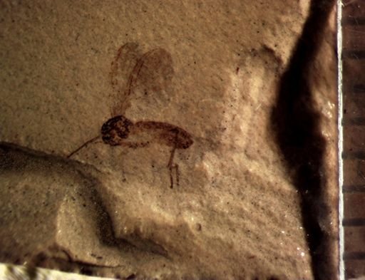undet. Diptera