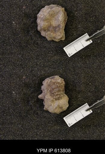 Neogastroplites sp.