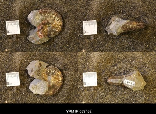 Discoscaphites conradi