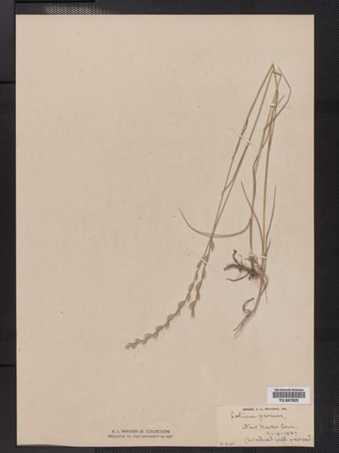 Lolium perenne