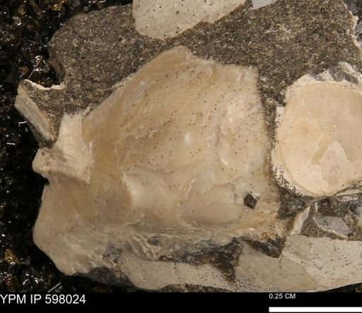 Protocardia?