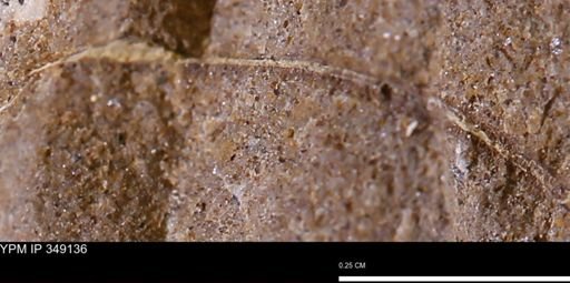 undet. Bivalvia