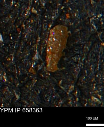Verneuilinoides kansasensis
