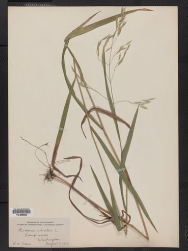 Bromus ciliatus
