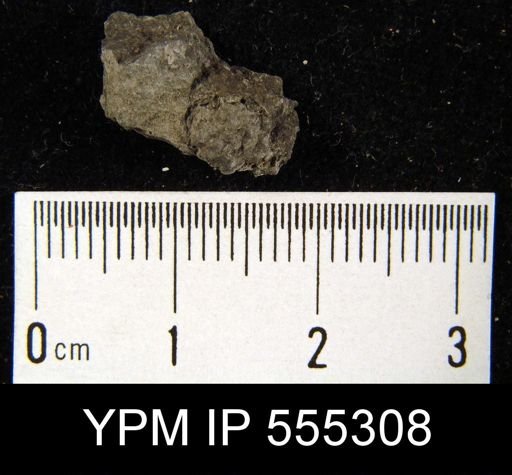 Pugnax osagensis