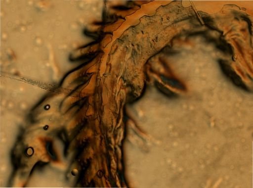 Flabellina salmonacea