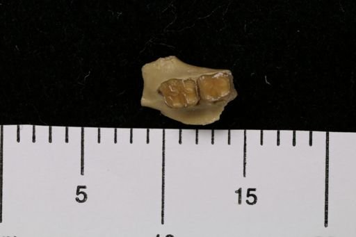 Scottimus longiquus