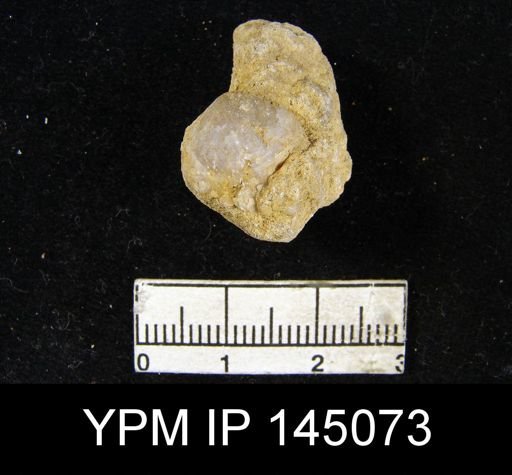 Athyris sp.