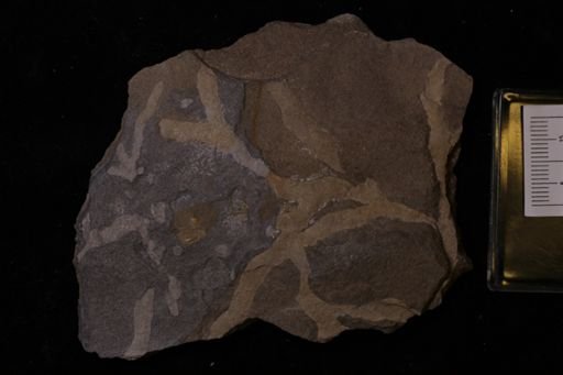 Chondrites sp.