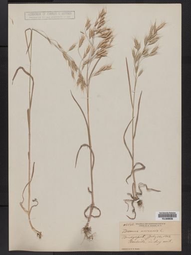 Bromus arvensis