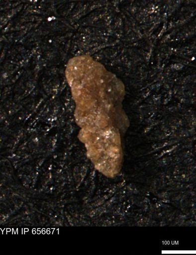 Verneuilina canadensis