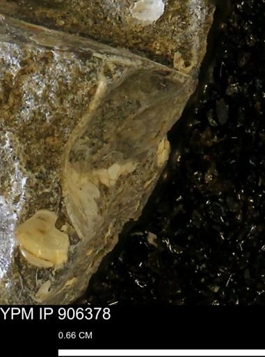 undet. Bivalvia