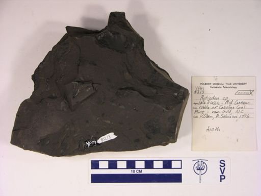 Rutiodon sp.