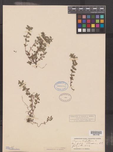 Thymus serpyllum