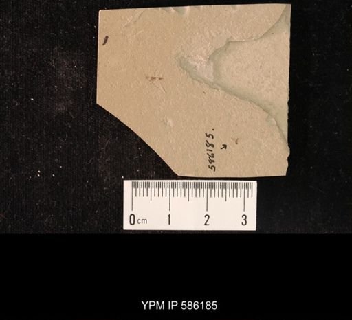 undet. Brachycera
