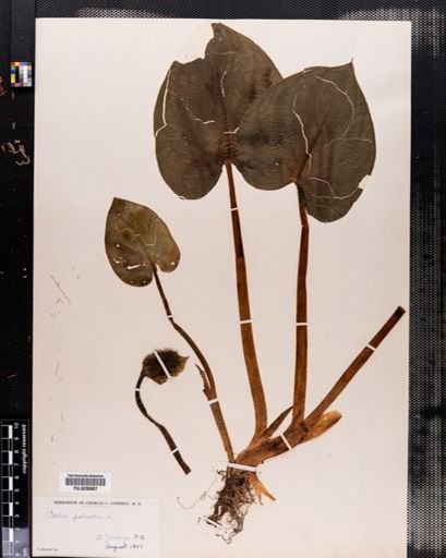 Calla palustris