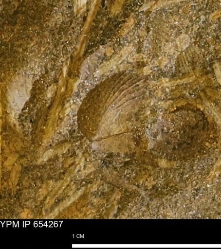 Mollusca
