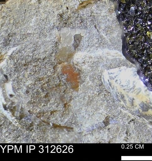 undet. Mollusca