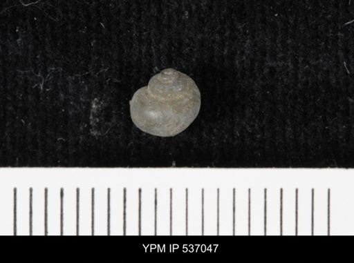 Viviparus montanaensis