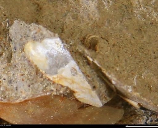 undet. Ammonoidea