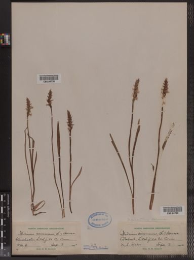 Spiranthes cernua
