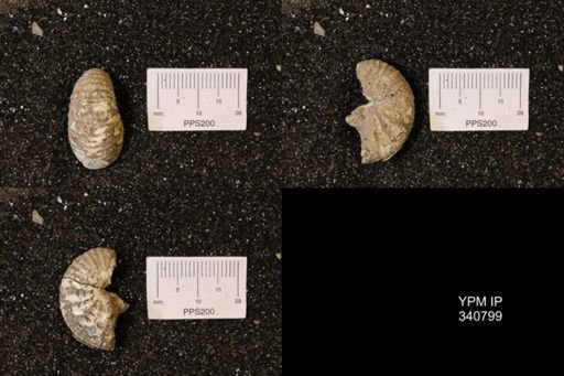 Scaphites sp.