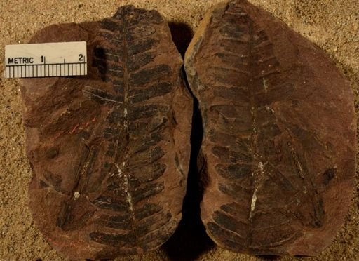 Pecopteris