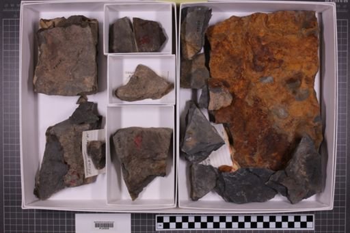mixed taxa, stratigraphic collection